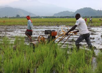 African smallholder farmer using a two-wheel tractor to cultivate farmland, illustrating the productivity improvements highlighted in the OECD-FAO Agricultural Outlook 2026–2035
