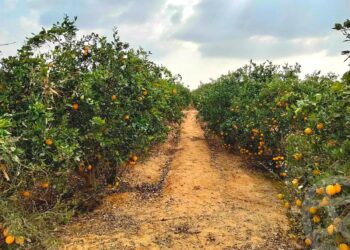 Orange orchards on reclaimed desert farmland in Egypt supported by modern irrigation systems
