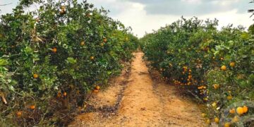 Orange orchards on reclaimed desert farmland in Egypt supported by modern irrigation systems